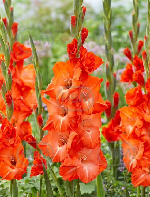 Large flowering Stormy