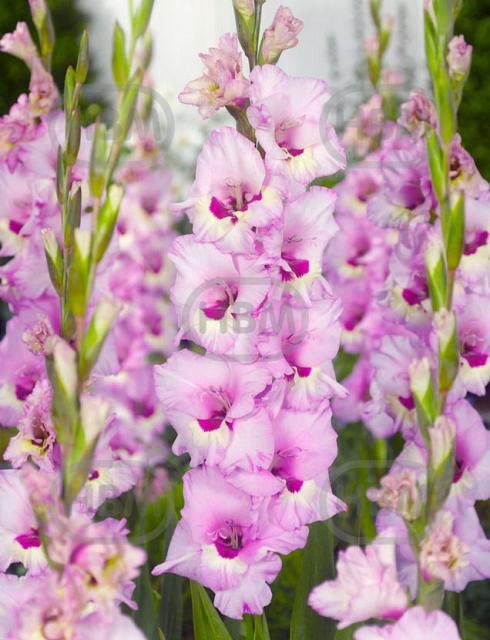 Large flowering Zamora