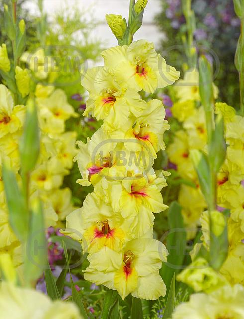 Large flowering Maxial