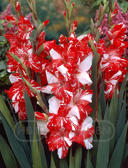 Large flowering Zizanie