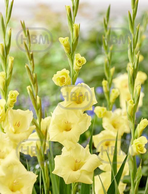 Large flowering Bananarama