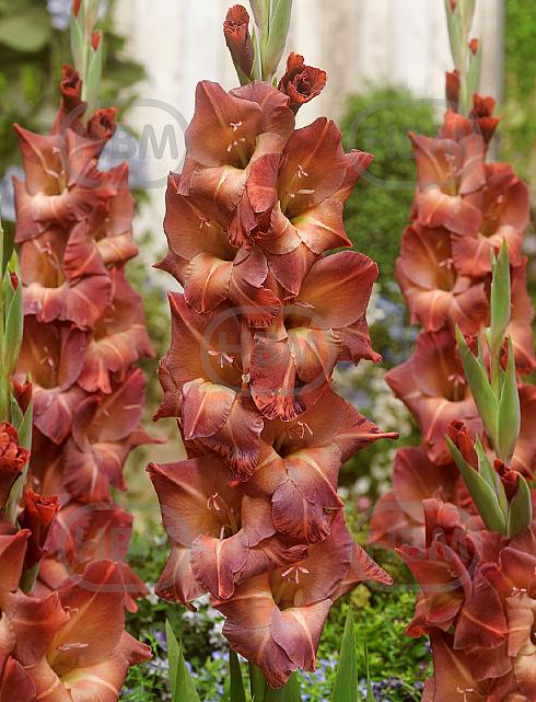 Large flowering Mohican