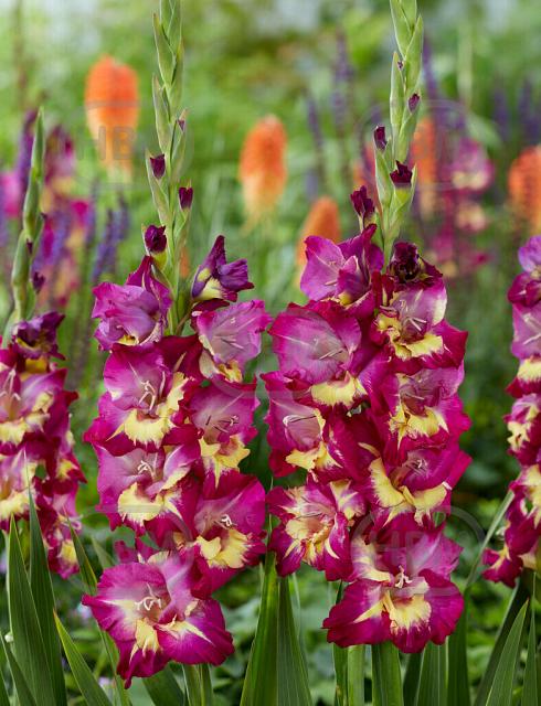 Large flowering Seashore