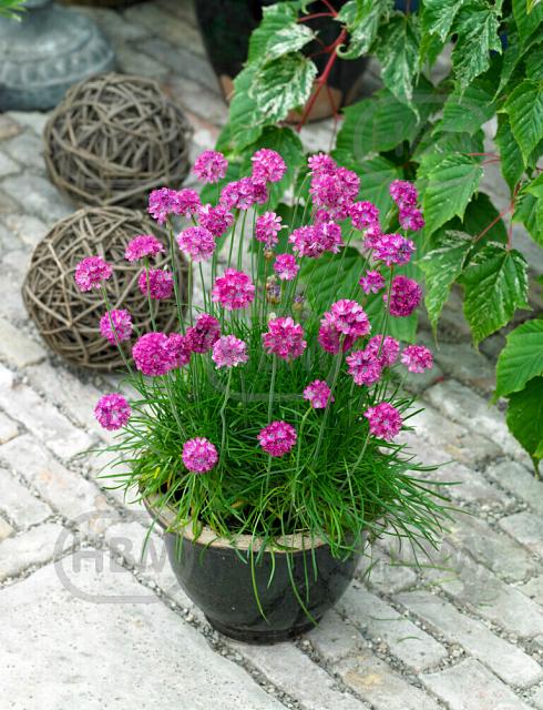 Maritima  Abbey Deep Rose