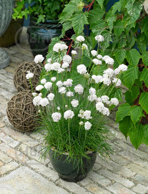 Maritima  Abbey White