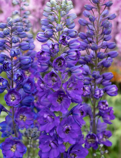 Magic Fountains  Dark Blue Black Bee
