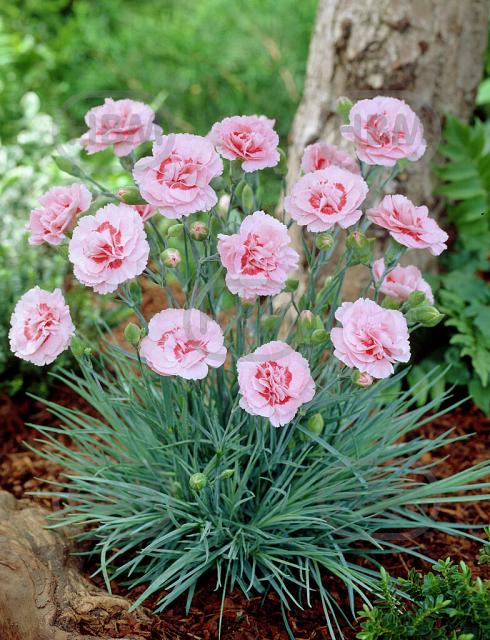 Plumarius Doris