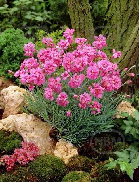 Plumarius Maggie