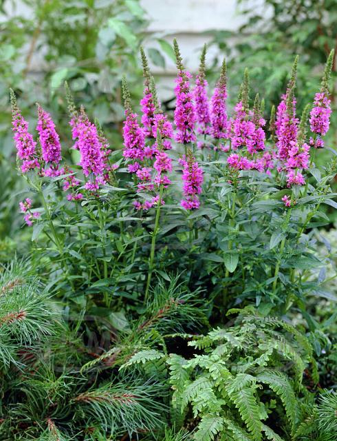 Salicaria  Robert