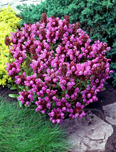 Grandiflora