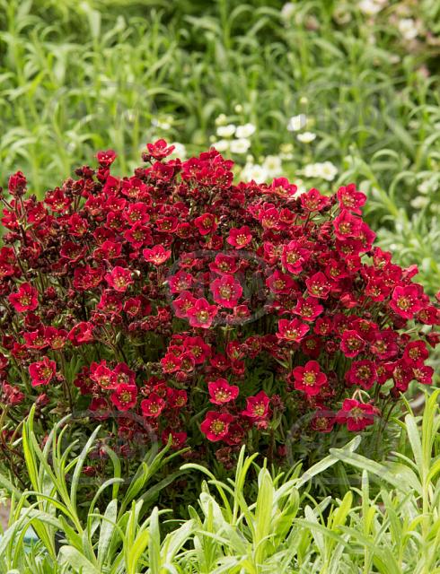 Arendsii Red