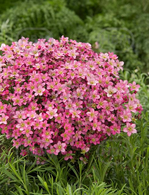 Arendsii Pink