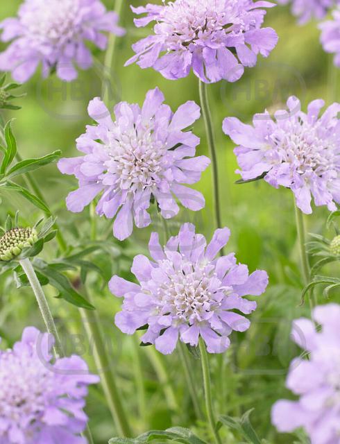 columbaria  Butterfly Blue