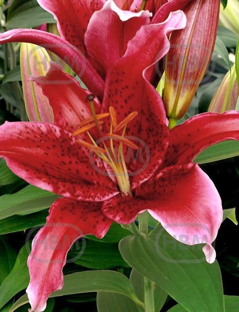Oriental Red Flash