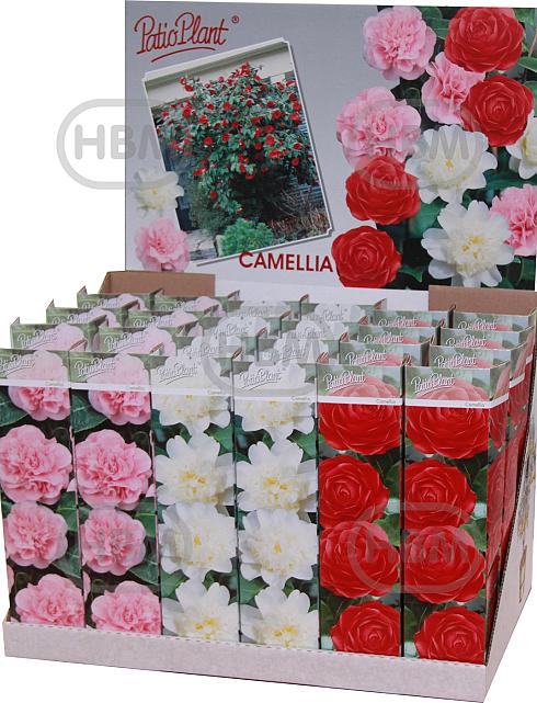 Lactiflora 30600: Tubes (3X8)