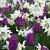 MAG Passionate Spring (14m2) x 2