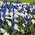 MAG Splendours Grape (10 m2) x 2