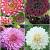 S32 Dahlia Decorative A (4x12) x 48