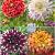 S32 Dahlia Decorative B (4x12) x 48