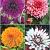S32 Dahlia Decorative C (4x12) x 48