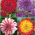 S32 Dahlia Decorative D (4x12) x 48