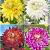 S32 Dahlia Decorative E (4x12) x 48