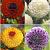 S32 Dahlia Ball A (4x12) x 48