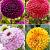 S32 Dahlia Ball B (4x12) x 48