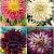 S32 Dahlia Fringed A (4x12) x 48