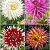 S32 Dahlia Cactus A (4x12) x 48