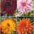 S32 Dahlia Cactus B (4x12) x 48