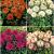 S32 Dahlia Cactus Border (4x12) x 48
