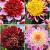 S32 Dahlia Anemone (4x12) x 48