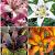 S32 Lilium Asiatic A (4x30) x 60