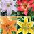 S32 Lilium Asiatic B (4x30) x 60