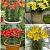 S32 Lilium Pot Asiatic (4x30) x 60