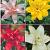 S32 Lilium Double Asiatic (4x30) x 60