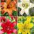 S32 Lilium L.A. (4x30) x 60