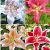 S32 Lilium Oriental A (4x30) x 60