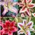S32 Lilium Oriental B (4x30) x 60
