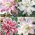 S32 Lilium Double Oriental (4x30) x 60