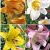 S32 Lilium Trumpet (4x30) x 60
