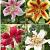 S32 Lilium O.T. 1 (4x30) x 60