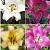 S32 Lilium O.T. 2 (4x30) x 60