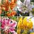 S32 Lilium Specie (4x30) x 60
