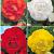 S24 Begonia Double (4x40)
