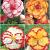 S24 Begonia Bicolor (4x40)