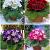 S24 Gloxinia A (4x40)