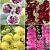 S32 Alcea Double (4x15)
