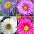 S32 Aster (4x15) x 60